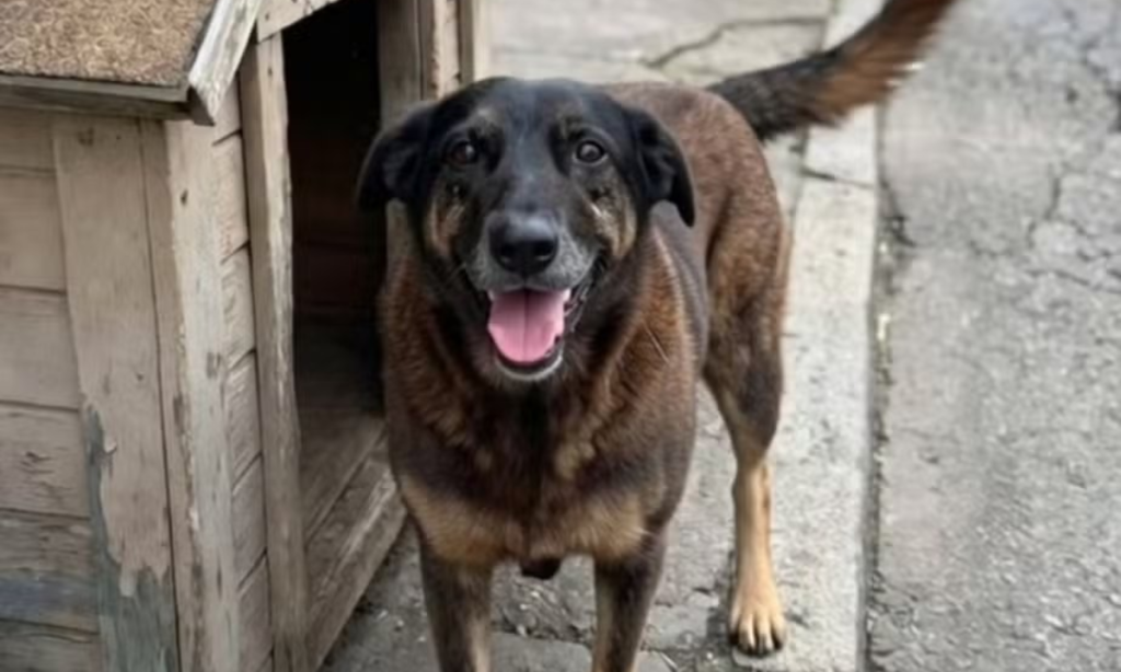 Adolescentes envolvidos na morte do cão Orelha viram alvo de operação