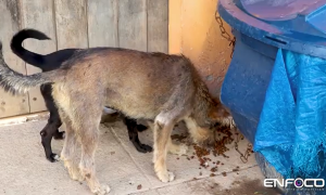 cachorro, ong, engenho do mato, niterói