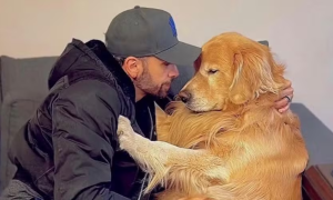 Lei Joca avança no Senado e muda regras para transporte de pets