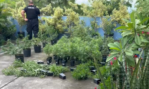 Plantação com 125 pés de maconha é descoberta dentro de casa em Niterói
