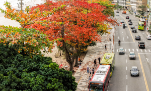 Niterói recebe selo internacional de arborização urbana pelo quinto ano consecutivo