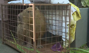 Após espancar capivara, grupo no Rio terá de pagar R$ 20 mil de multa