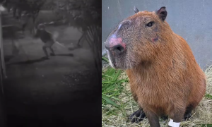 Capivara espancada no Rio reage a tratamento, mas segue em estado grave