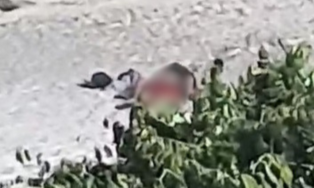 Casal é flagrado fazendo sexo em praia de Niterói