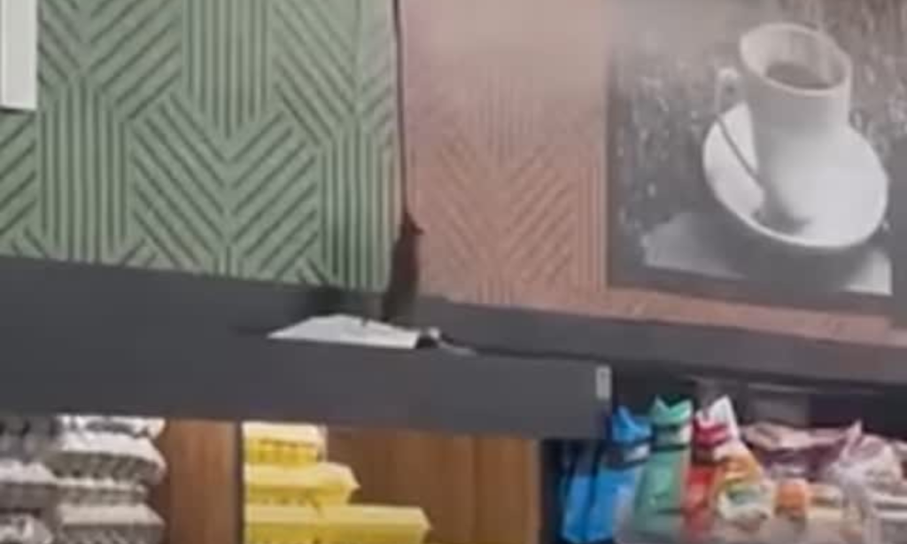 Roedores aparecem em supermercado de Niterói