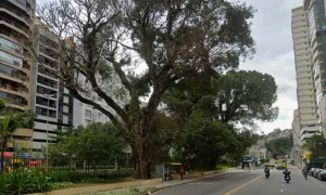 árvores em rua no bairro Ingá, em Niterói
