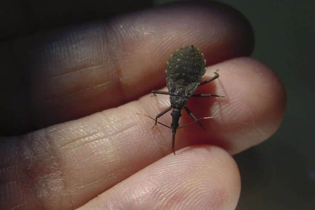 Ministério da Saúde faz apelo no combate à doença de Chagas 25 Barbeiro, principal transmissor da doença de Chagas.