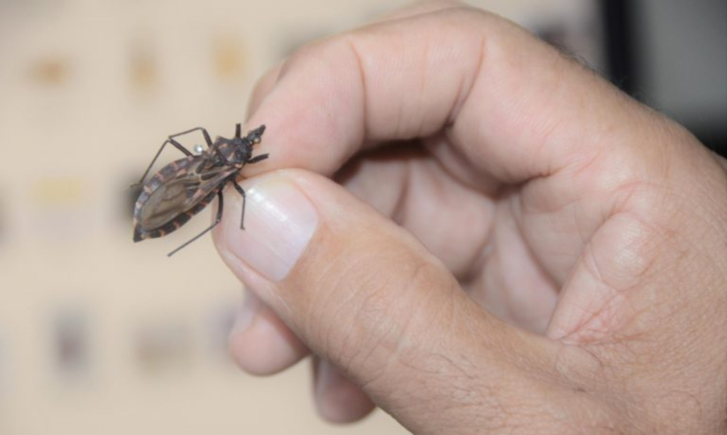 Doença de Chagas vira alvo do Ministério da Saúde