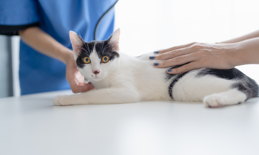 castração gratuita de animais