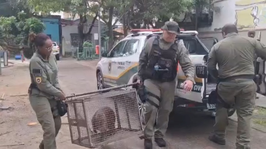 Capivara é resgatada após aparecer em praça de Niterói