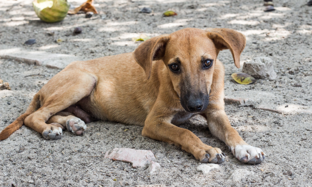 Abandono de animais nas ruas