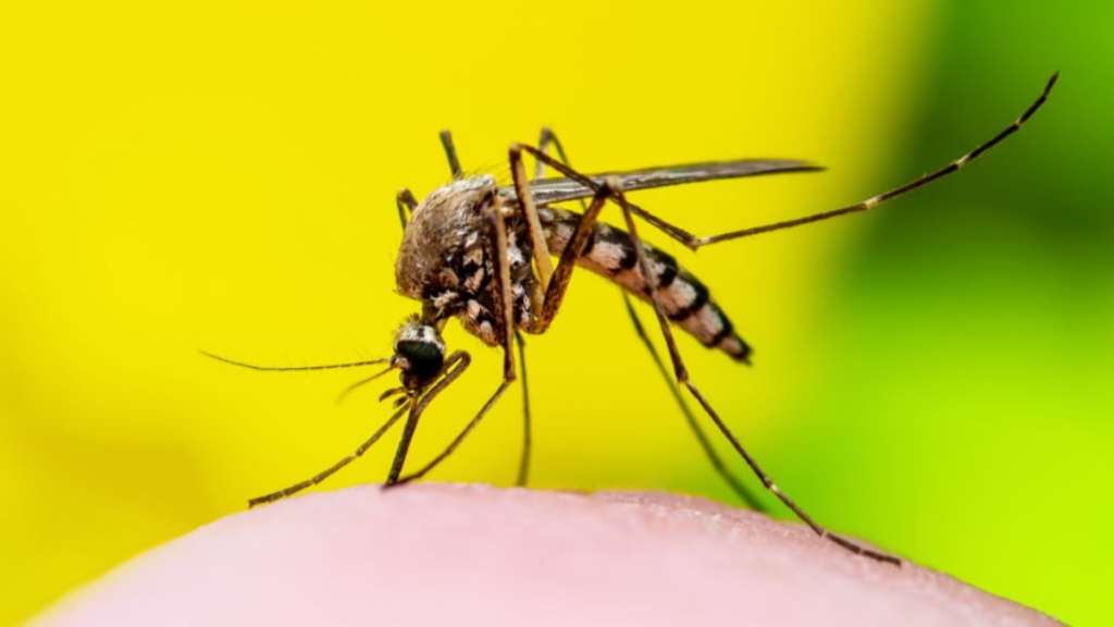 São Paulo registra mais dois óbitos por febre amarela no interior