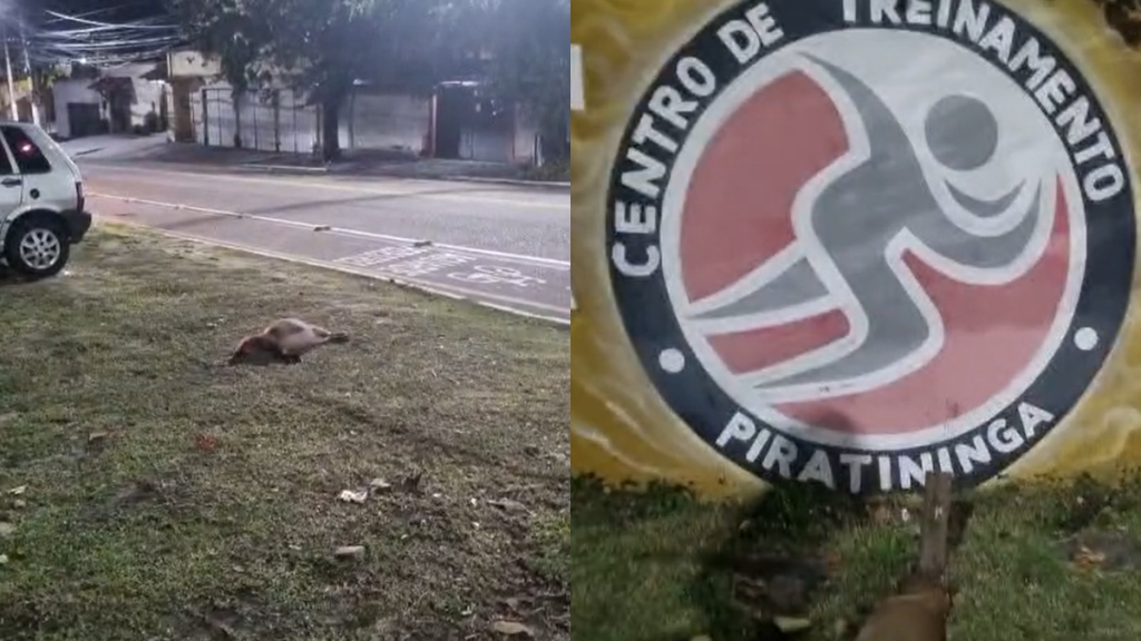 Capivaras são encontradas mortas na Região Oceânica de Niterói