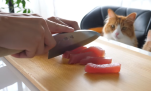 Polícia flagra restaurante japonês que fazia uso de 'gato' em São Gonçalo