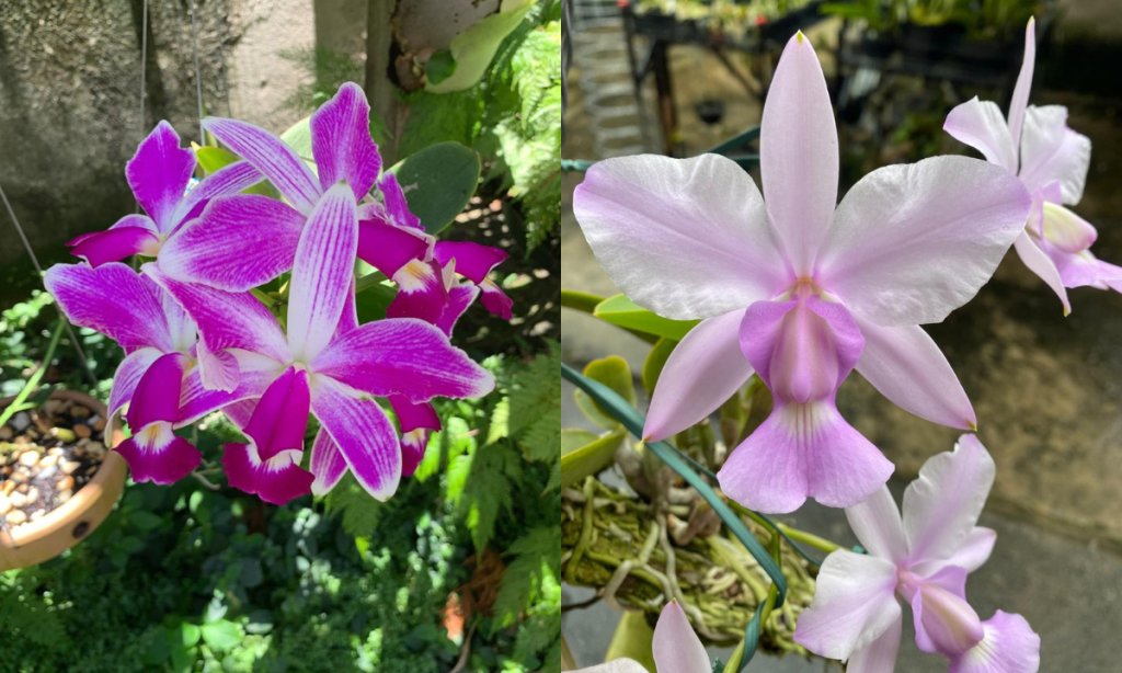 40ª Exposição de Orquídeas chega em Niterói