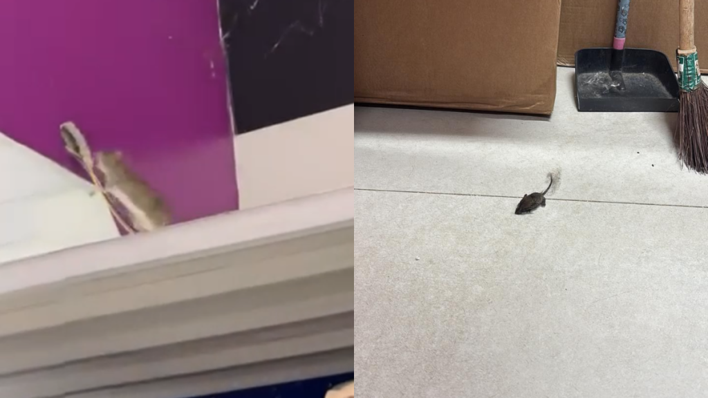 Pet shop de Niterói é denunciado por infestação de ratos
