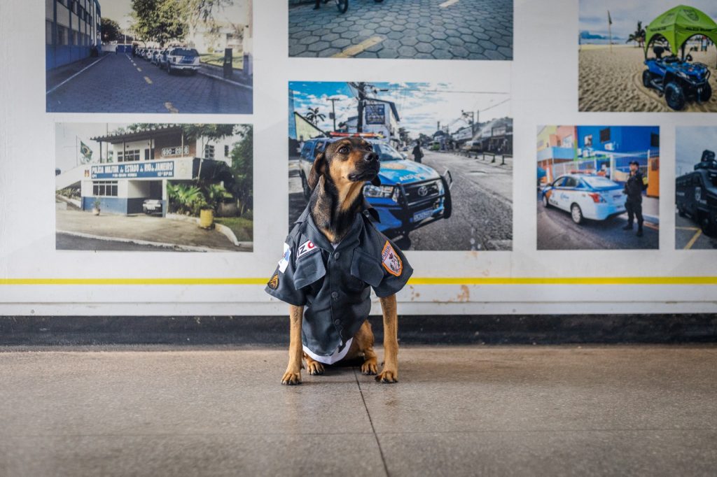 Cão polícia. Os cães resgatados que viraram sensação nos batalhões da PM
