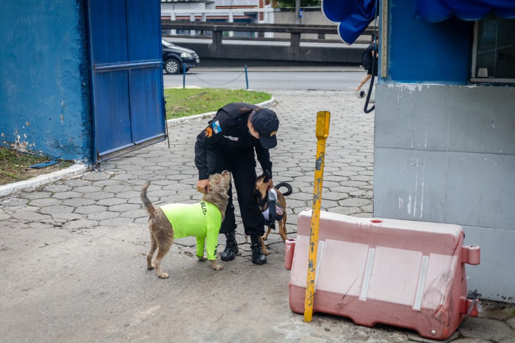 Cão polícia: Estopa, Choquito e Rajada, os mascotes que conquistaram a PM de Niterói e São Gonçalo 26 WhatsApp Image 2026 05 28 at 08.45.00 1 1