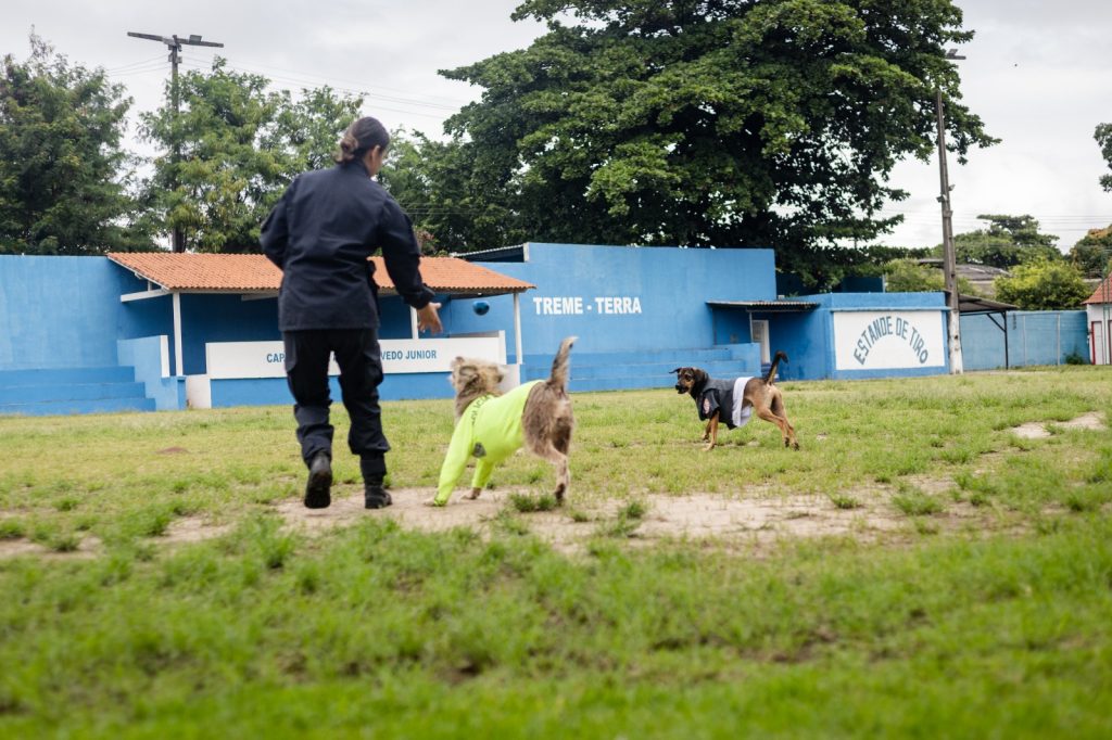 Cão polícia: Estopa, Choquito e Rajada, os mascotes que conquistaram a PM de Niterói e São Gonçalo 29 WhatsApp Image 2026 05 28 at 08.45.00 2