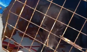 Maus-tratos contra cadela em Itaboraí