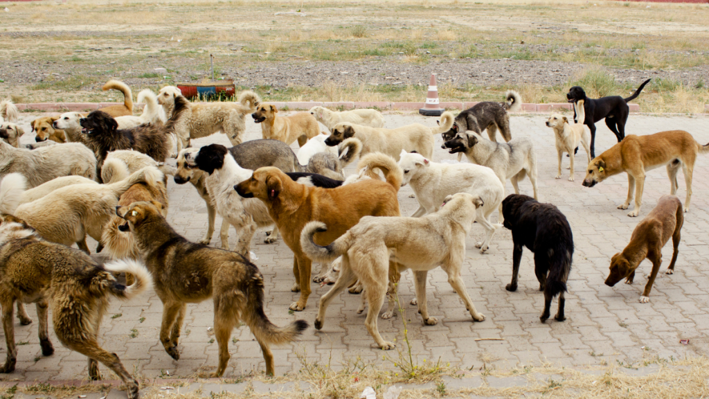 animais caes gatos abandonados
