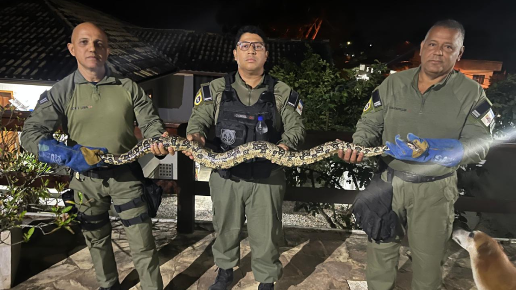 iboia é encontrada em casa de Niterói