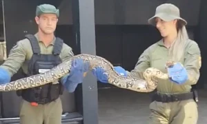 Cobra foi resgatada por agentes da GM Niterói