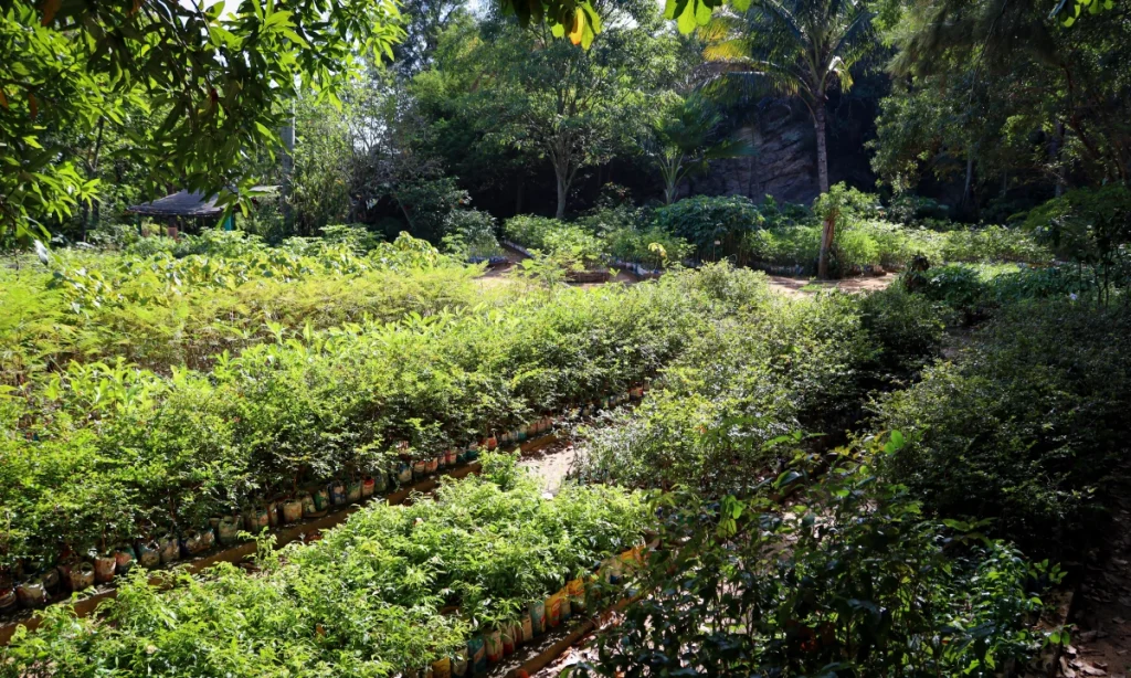 imagen do berçário ecológico em niterói, o viveiro do clin