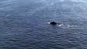 Registro mostra baleias-jubarte dando show no litoral de Maricá; vídeo