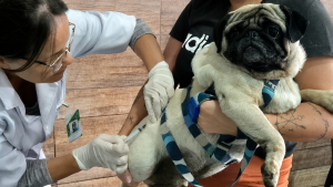 São Gonçalo realiza campanha de vacinação de cães e gatos neste sábado (27)
