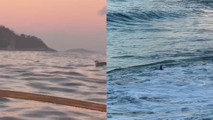 Praia de Niterói recebe visita de pinguim
