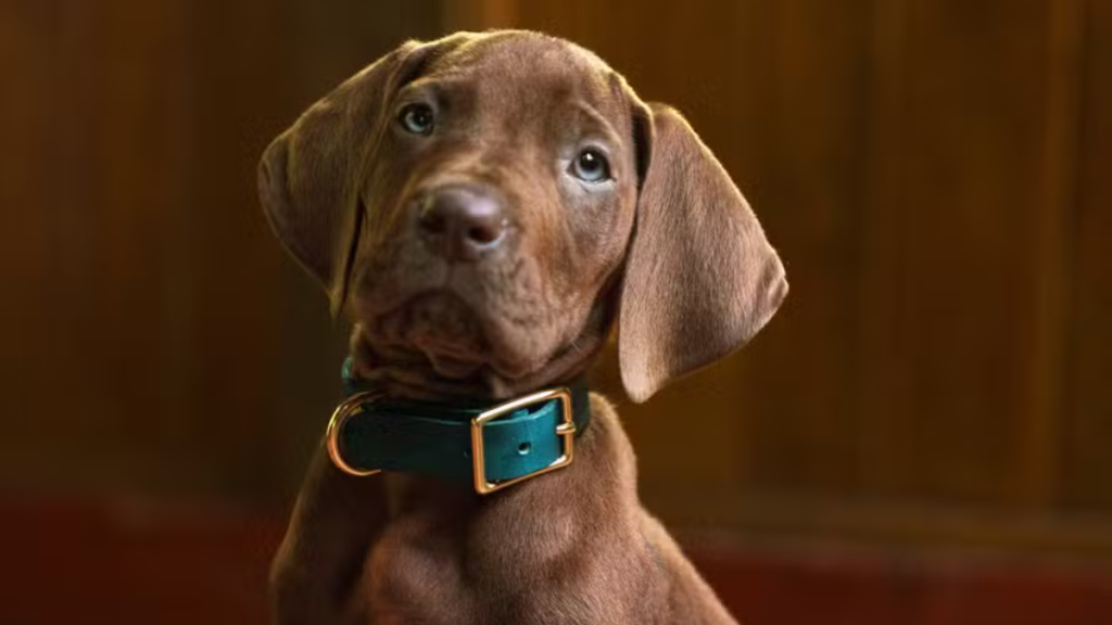 Scooby-Doo tem visual revelado em nova série da Netflix