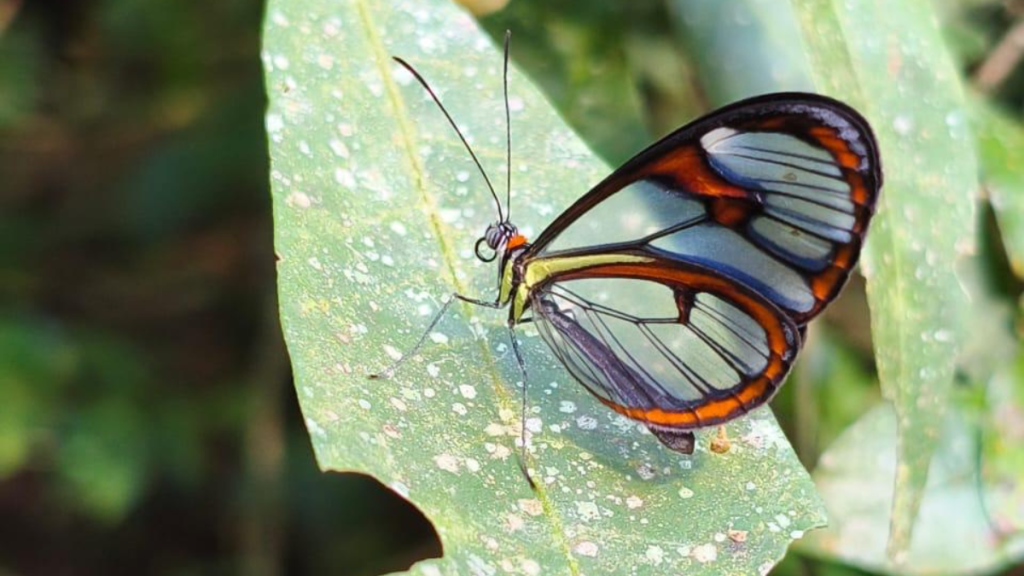 Borboleta rara de asas transparentes é avistada em trilha da Serra da Tiririca, em Niterói