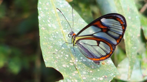 Borboleta rara de asas transparentes é avistada em trilha da Serra da Tiririca, em Niterói