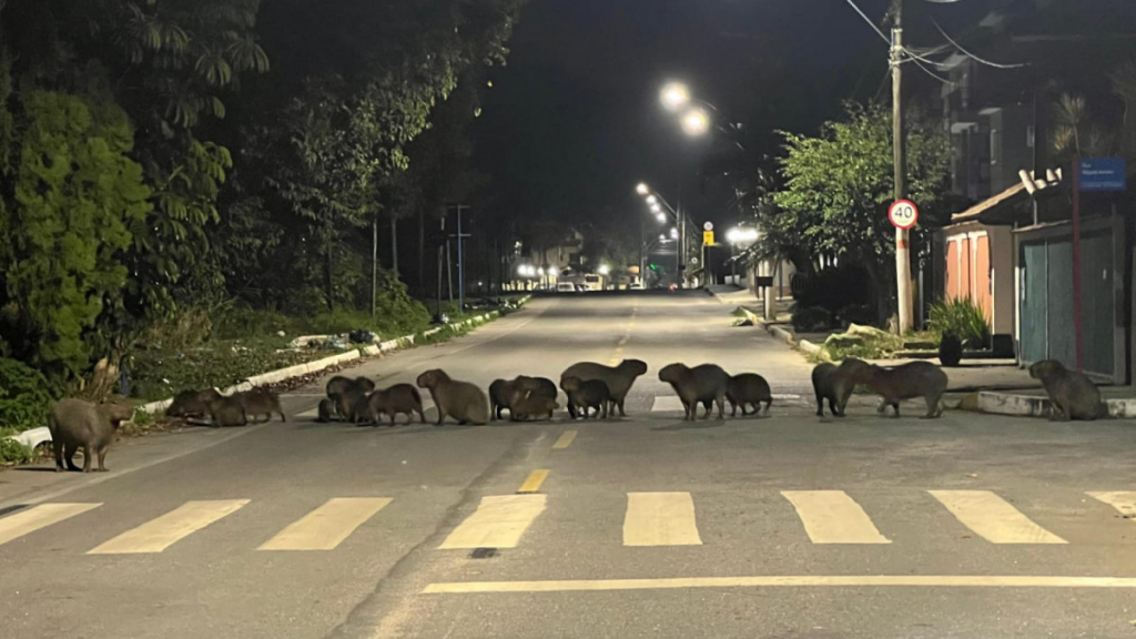 Rio oficializa semana de conscientização sobre proteção de animais no trânsito