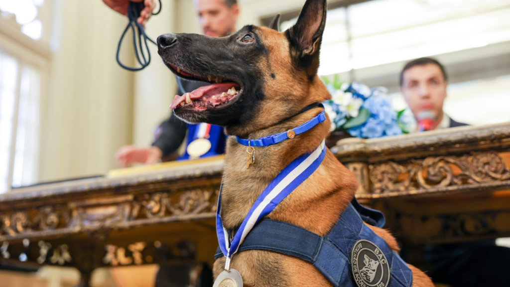 Hulk, cão que achou bunker do tráfico na Maré, recebe maior honraria da Alerj
