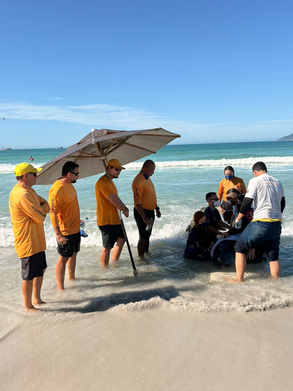 Mobilização da Prefeitura de Cabo Frio para socorrer a cachalote-mirim encalhada.