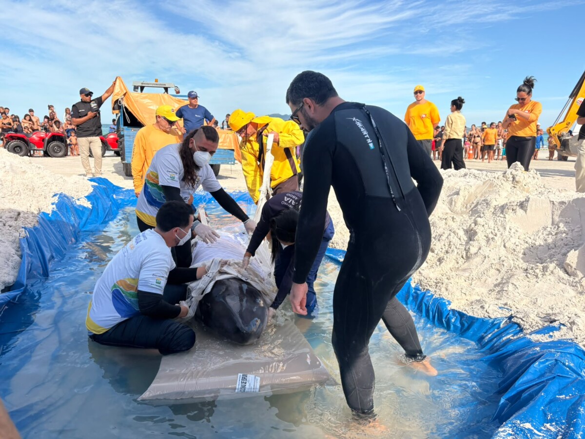 Mobilização da Prefeitura de Cabo Frio para socorrer a cachalote-mirim encalhada.