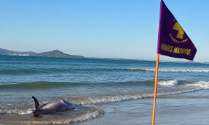Cachalote-mirim encalha em praia de Cabo Frio