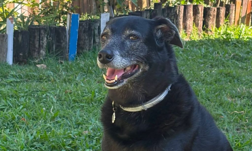 Cachorro Téo, com Verme do coração