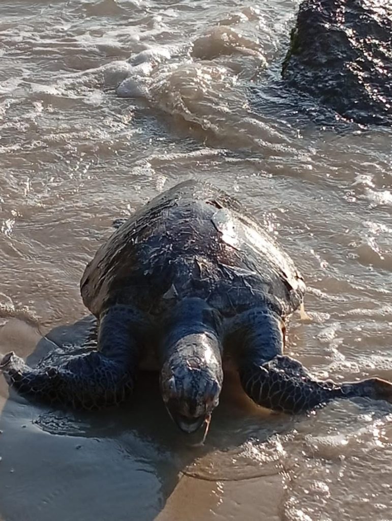 tartarugas mortes em niterói