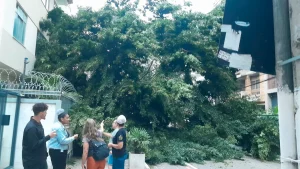 rajadas de vento derrubaram árvore em niterói
