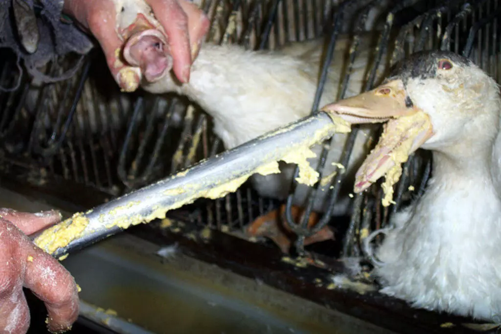 França enxerga violação de acordo após Brasil proibir a comercialização do Foie Gras 25 Produção de Foie Gras na França.
