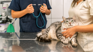 Hospital veterinário Niterói