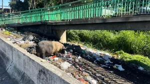 Lixo e animais soltos na BR-101, em São Gonçalo