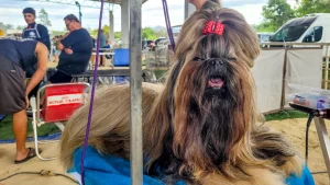 Exposição de cães de raça no Parque Rural de Niterói