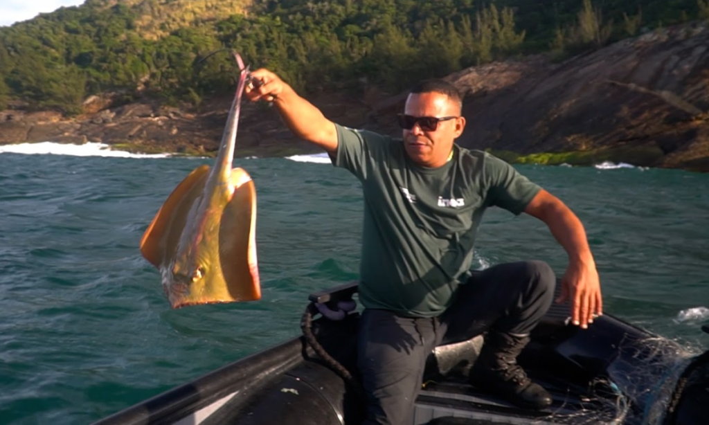 Fiscalização salva 11 arraias de rede de pesca proibida em Saquarema