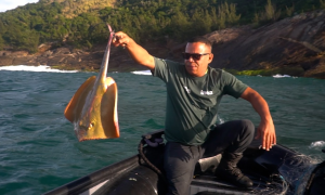 Fiscalização salva 11 arraias de rede de pesca proibida em Saquarema