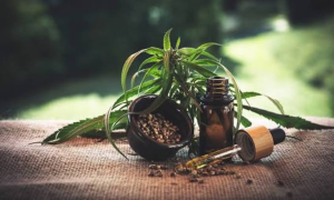 Importação de cannabis medicinal cresce 29% no Brasil em 2026