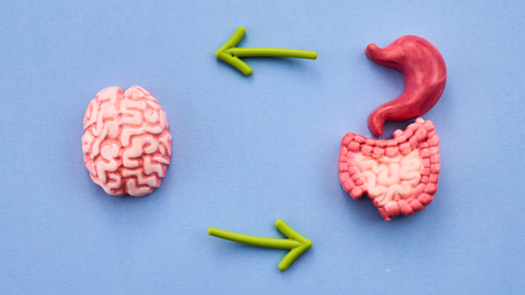 Cérebro e intestino sobre a ansiedade